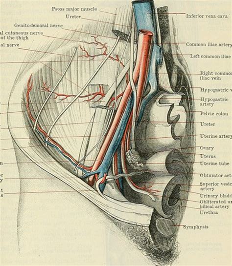 Female groin area medical diagram of female groin area anatomy. What Is a Femoral Hernia and How Is It Treated? My ...