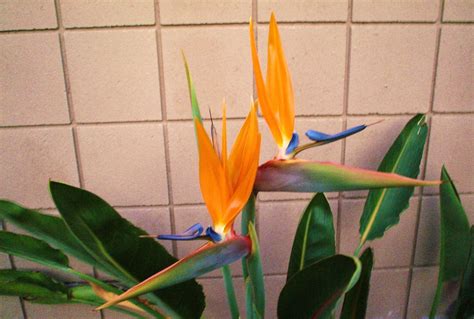 Bird Of Paradise Flowers Photo 2629584 Fanpop