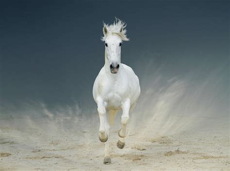 White Horse Galloping Photograph By Christiana Stawski