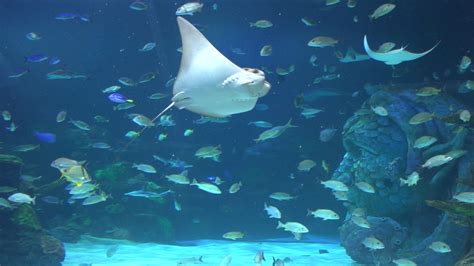 Discover An Underwater World At Sea Life Michigan Aquarium Oakland