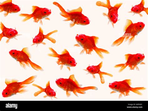 Lots Of Goldfish Swimming On White Backgound Stock Photo 6644944 Alamy