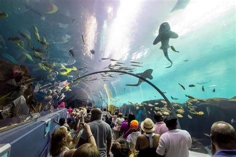 10 Best Aquariums In The World 2024 Pricesize And More