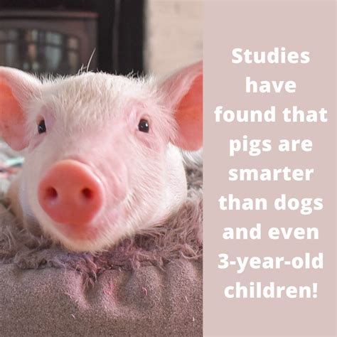 Are Pigs Smarter Than Cats And Dogs