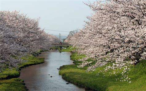 Hd Wallpaper Japan Cherry Blossoms Flowers Spring Rivers Flowered