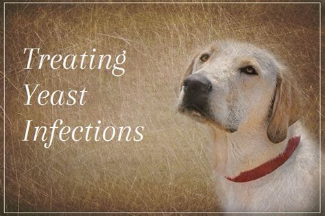 Treating Yeast Infections Pooch Dog Spa