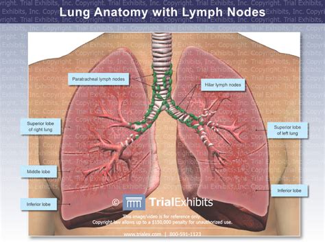 Lung Anatomy With Lymph Nodes Trial Exhibits Inc