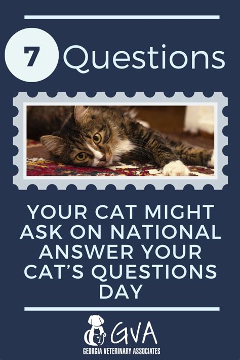 7 Questions Your Cat Might Ask On National Answer Your Cats Questions