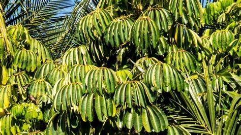 Tropical Bushes With Long Green Leaves Stock Photo Image Of Dark