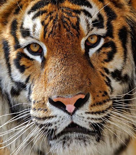 Animal Extreme Close Ups Animal Facts Encyclopedia