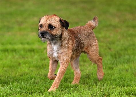 Top 10 Small Dog Breeds Animed Direct