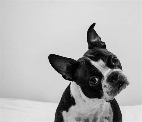 Advertise your dogs and puppies for free! Head Tilt of a Boston Terrier named Milo from Cleveland ...