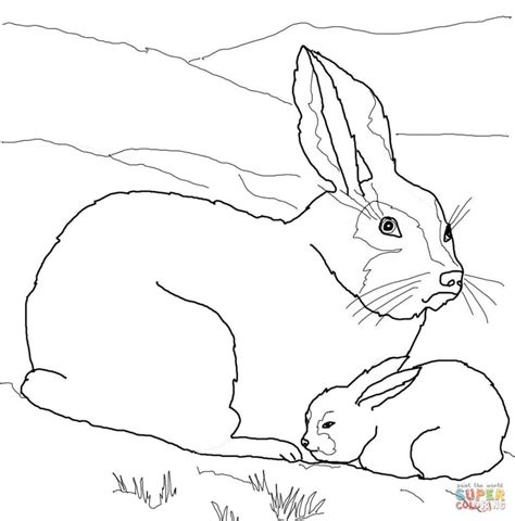 Mammals Hares Arctic Hare Coloring Pages