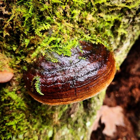 Golden Reishi Rmycology