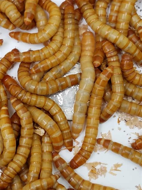 How To Breed Mealworms Easily Wormmanblog