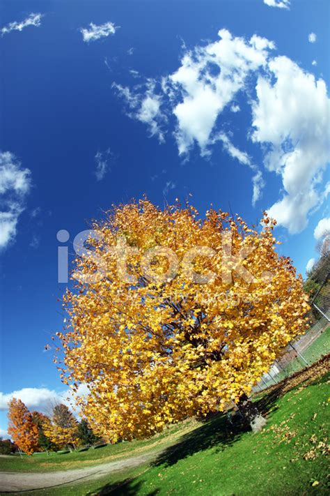 Autumn Tree Stock Photo Royalty Free Freeimages