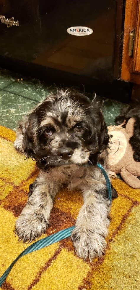 Her name is lady i have had her for a few months her previous life was with a lady in her 80s and she fell over her a few times. Parti Color Cocker Spaniels - Puppies For Sale at Penny ...