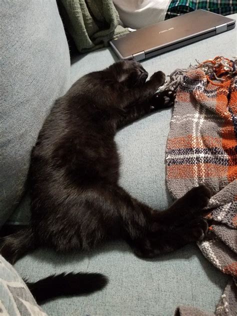 Watson Sleeping Kitten Cute Black Kitten Black Kitten