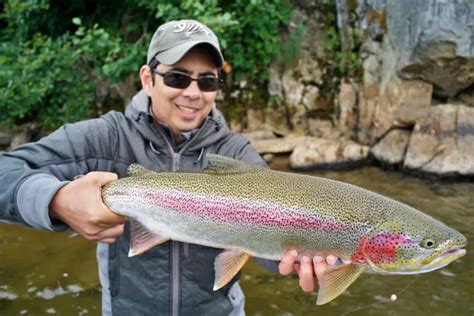 Rainbow Trout Fly Fishing Tips And Tactics