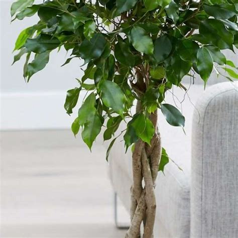 FICUS BENJAMINA TRENZADO Vivero De Los Reyes