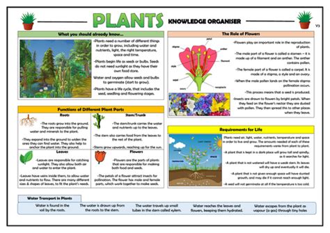 Year 3 Plants Knowledge Organiser By Tandlguru Teaching Resources