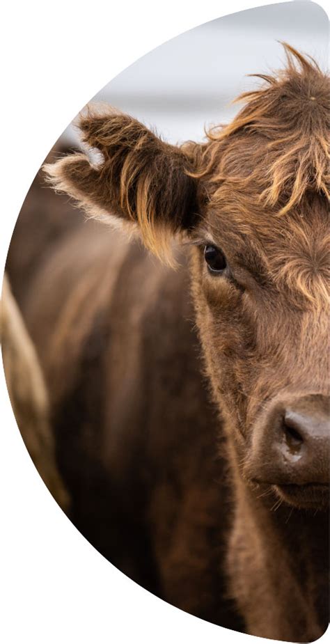 Agriculture supply chain solutions | Scoular