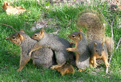 Though squirrels can live in every climate, global warming and continuously changing habitat conditions may cause some trouble for them. Can Squirrels Be Pets In Texas
