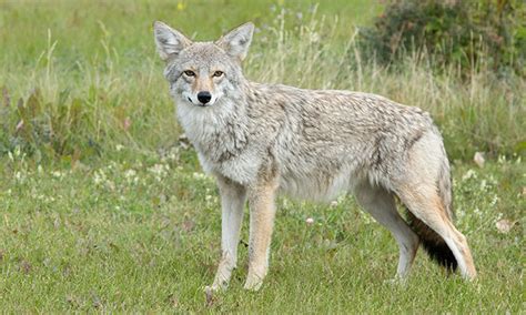 Coyotes Strathcona County