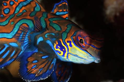 Mandarin Fish Photograph By Belive Pixels