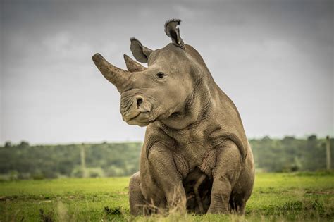 Sudan Northern White Rhino Northern White Rhino Sudan Rhino Rest