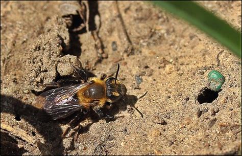 Burrowing Bee Sue Thompson Flickr