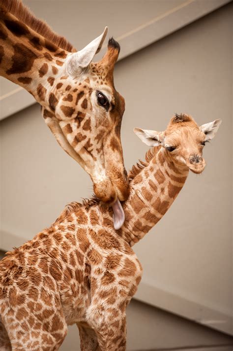 New Giraffe Calf Is A ‘mommas Boy Zooborns