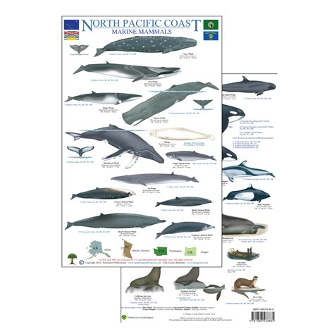 North Pacific Marine Mammals — Rainforest Publications Store