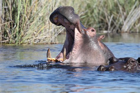 Free Images Water River Wildlife Africa Fauna Swimming