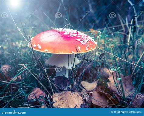 Autumn Mushroom Stock Image Image Of Hallucinogenic 101057529