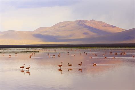 Impressive Laguna Colorada Red Lake Reflection Andean Flamingos