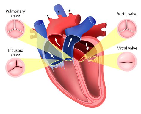 Functionality Of Heart Valves Abbott