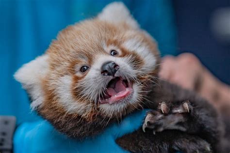 A First Look At Chester Zoos Adorable Twin Baby Red Pandas Secret