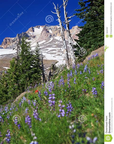 Alpine Flowers And Mt Hood Stock Image Image Of Alpine 19633787