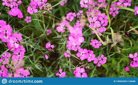 Pink Meadow Flowers Stock Image Image Of Lanscape Pink 149263263