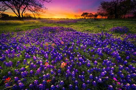 Фото люпин закат цветочное поле - бесплатные картинки на ...