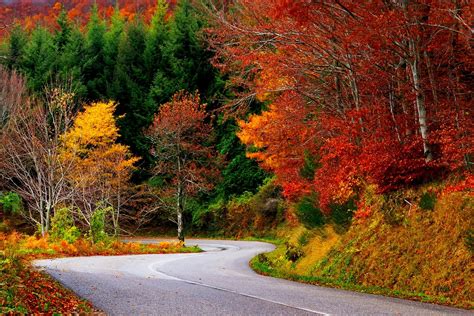 Красивый Осенний Лес Фото Высокого Разрешения Telegraph