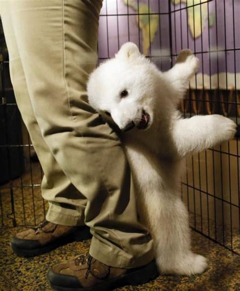 Baby Polar Bear Cub Born At Buffalo Zoo The Hollywood Gossip