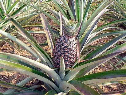 Pineapple Ananas Agave Plant Fruit Culture Grow