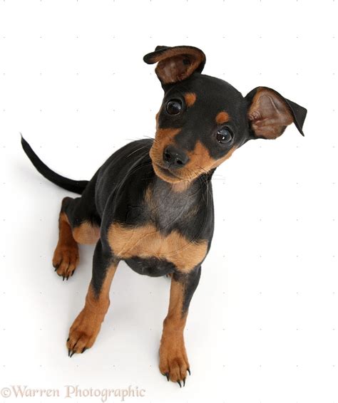 Miniature Pinscher Puppy White Wallpaper Dog Breeders Guide