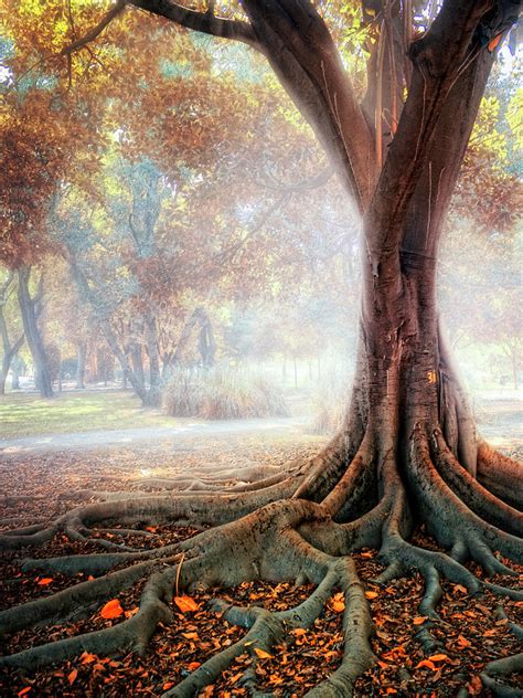 Big Tree Root Photograph By Zu Sanchez Photography