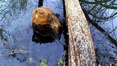 капканый промысел охота на бобра часть 1 hunting for beaver YouTube
