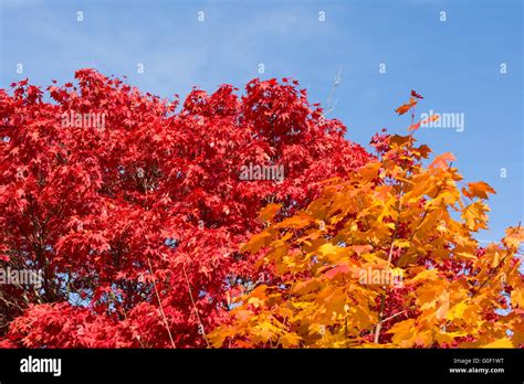 Bright Colors Of Autumn Maples Stock Photo Alamy