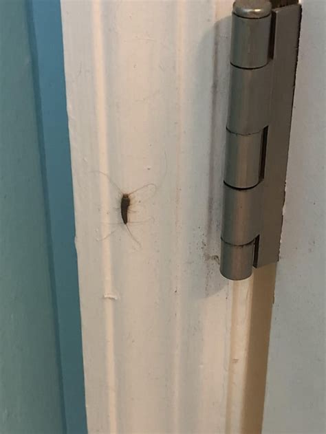 What Is This Bug Found In The Bathroom In Southwest Florida R