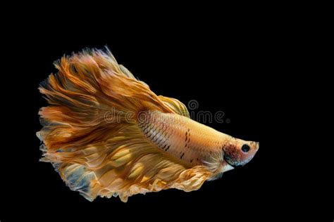 Yellow Gold Betta Fish Siamese Fighting Fish Stock Photo Image Of