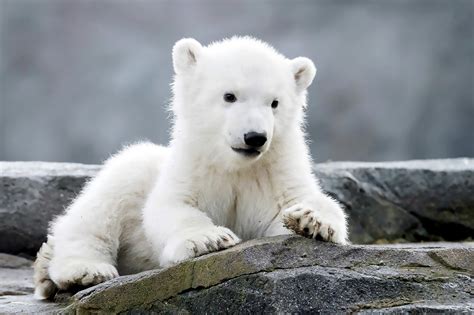 Zoo Reveals Polar Bear Cub Is Female And Seeks A Name